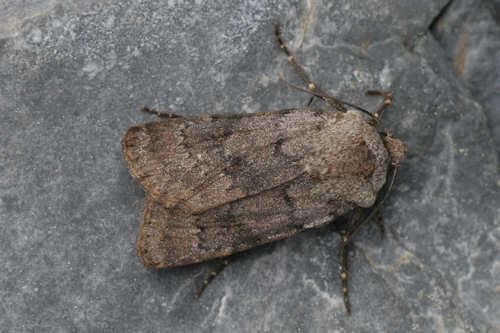 Image of light feathered rustic