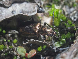 Image of Bembidion (Testedium) bipunctatum (Linnaeus 1760)