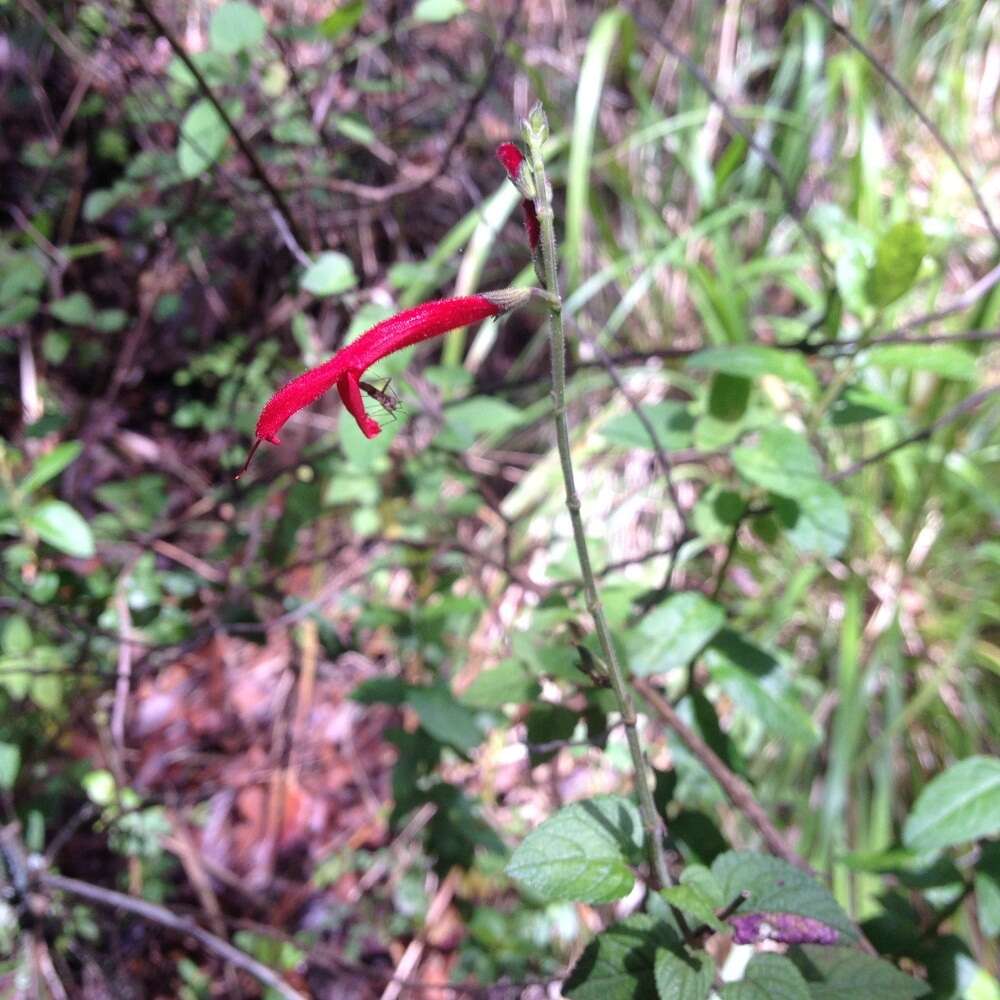 Image of pineapple sage