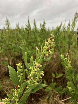 Imagem de Iva frutescens subsp. oraria (Bartlett) R. C. Jacks.