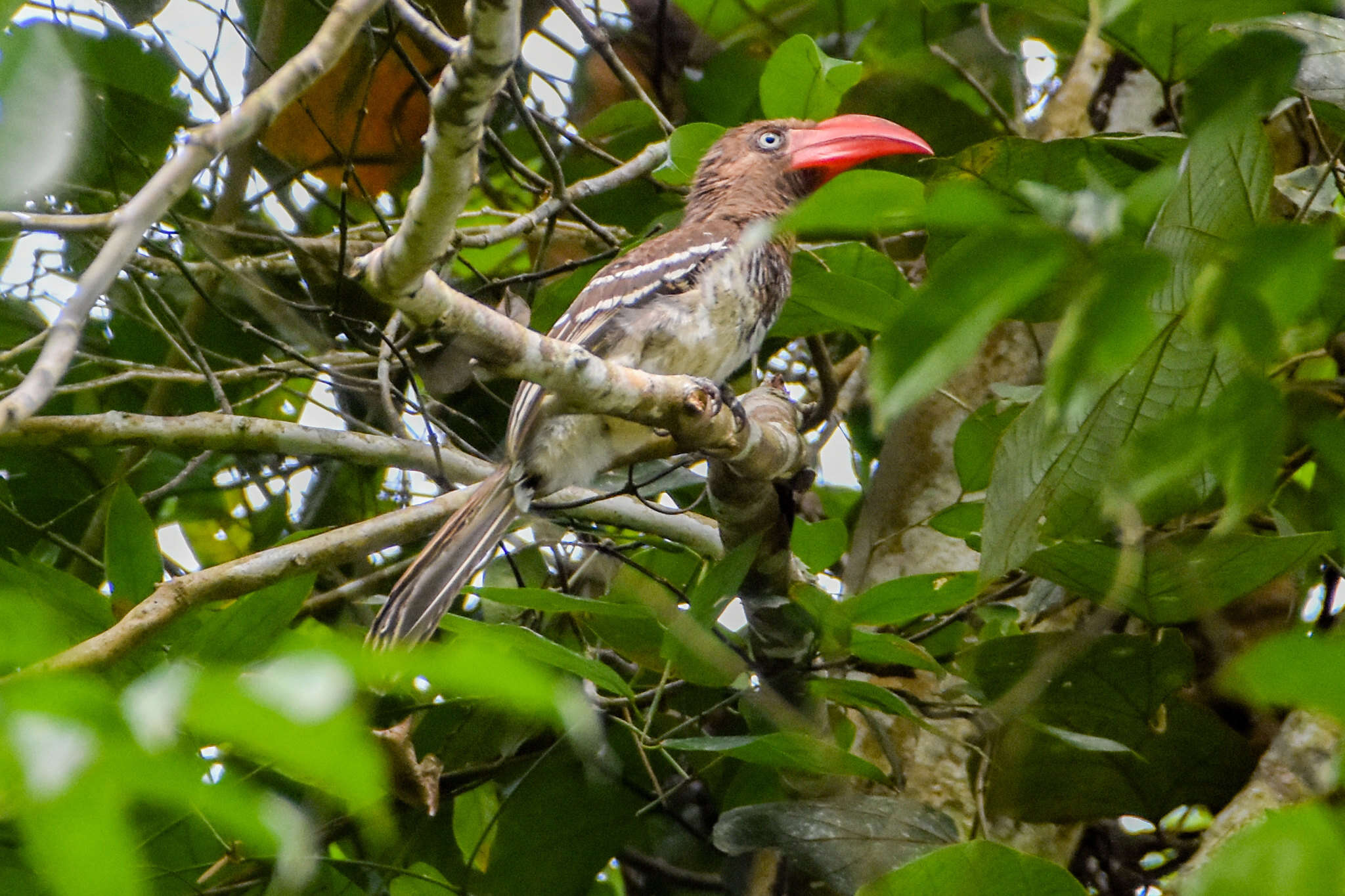 Image of Dwarf Hornbill