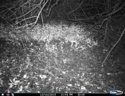 Image of Granada Hare