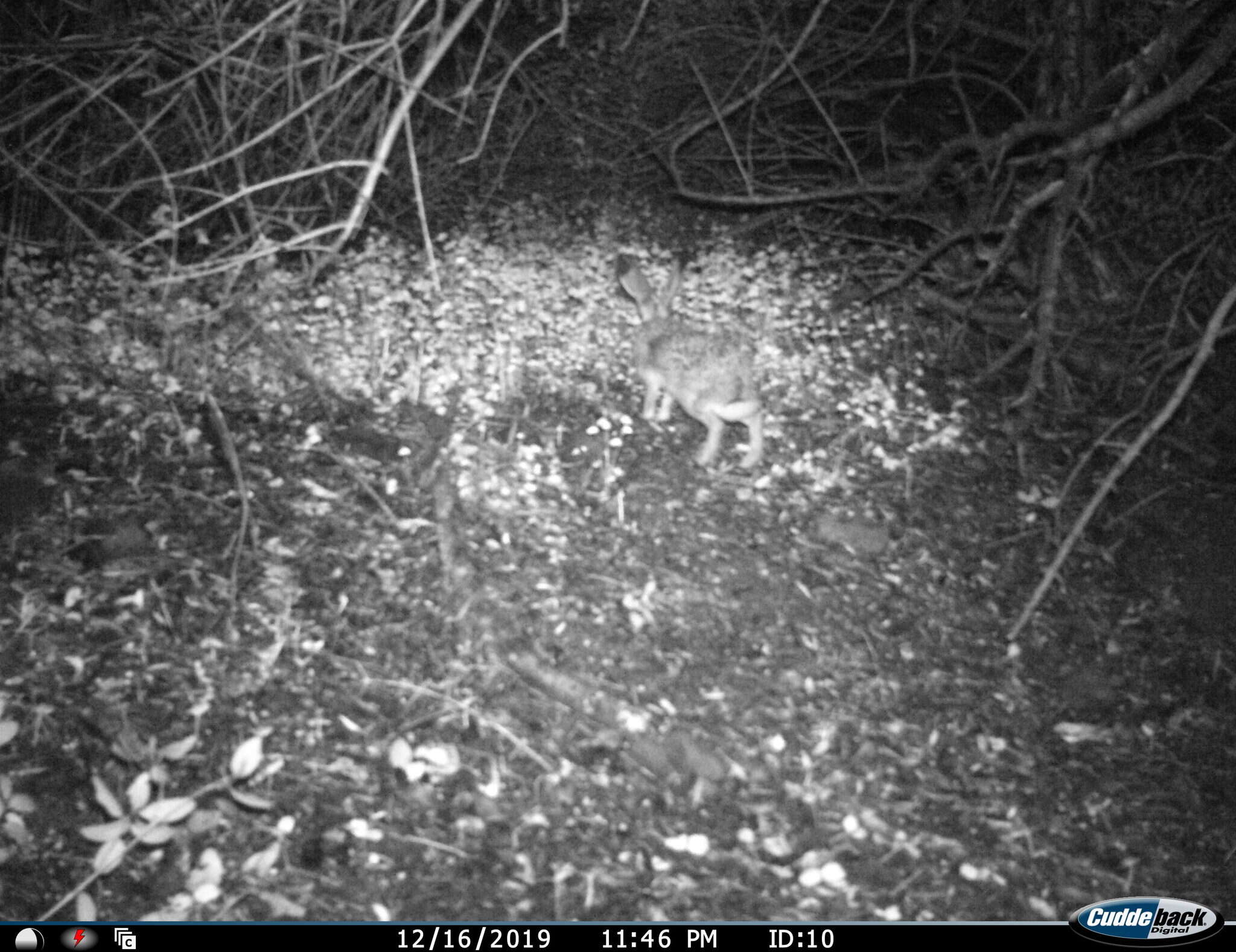 Image of Granada Hare