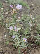 Image of Mountain American-Aster