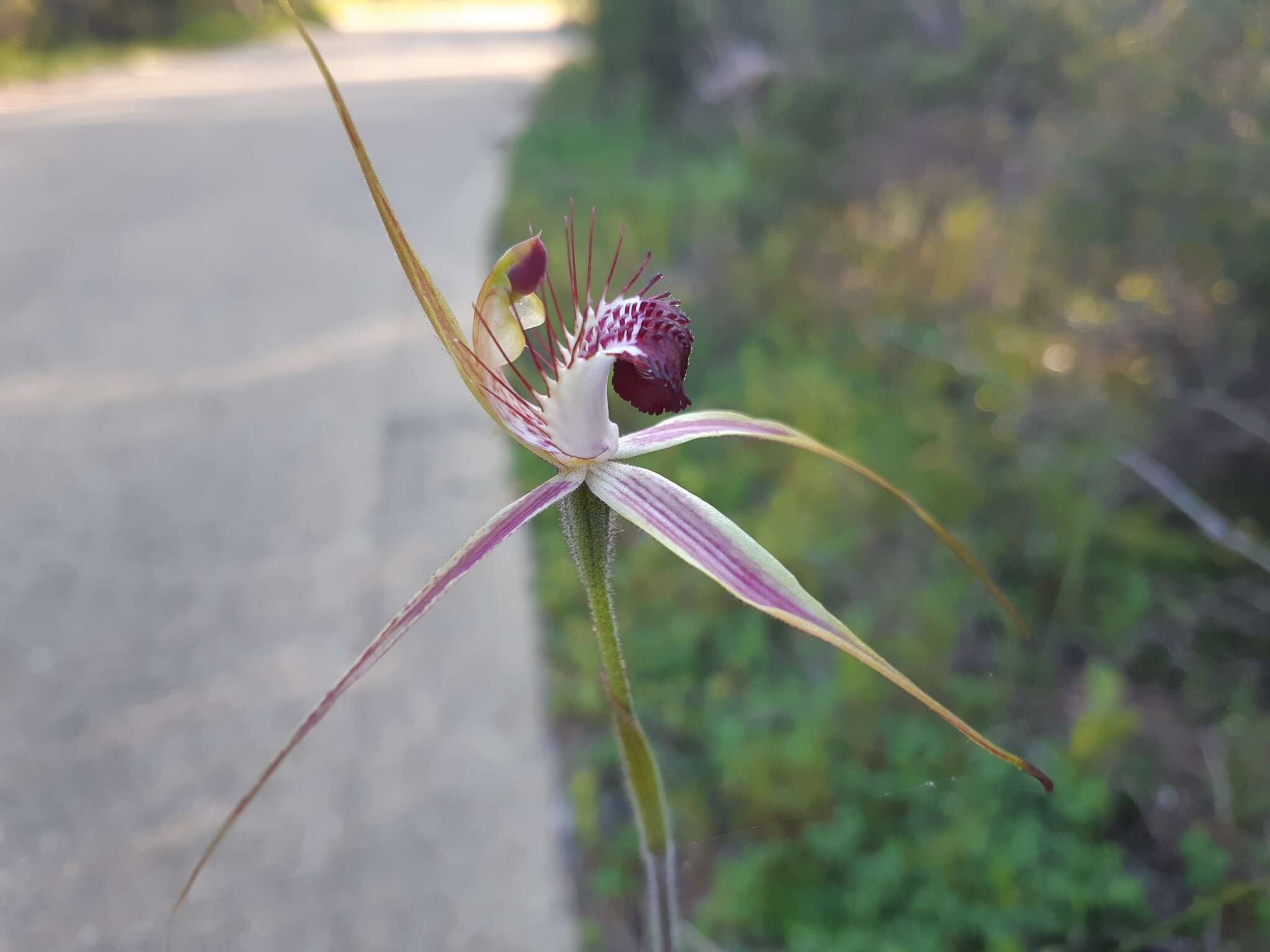 Image of Carousel spider orchid