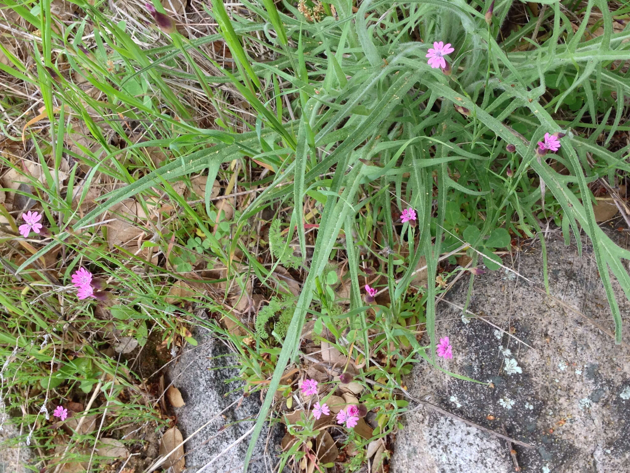 Image of hairypink