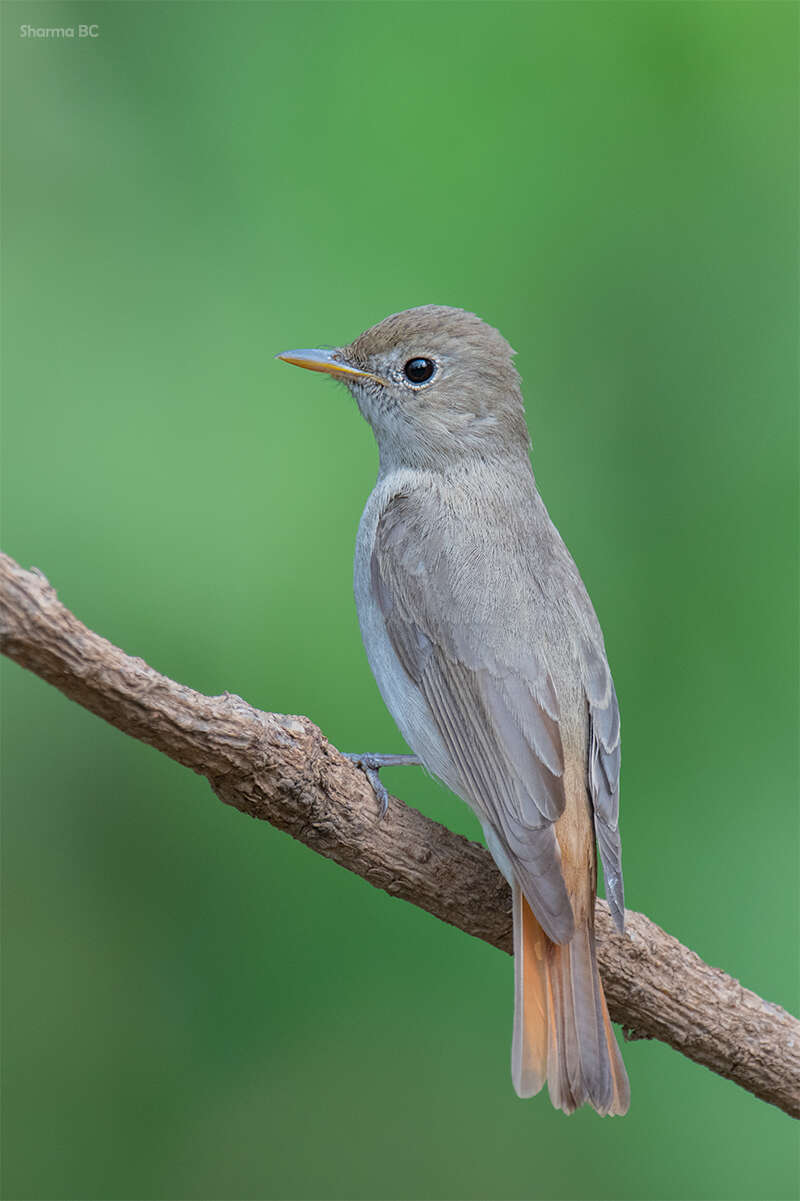 Image of Rusty-tailed Flycatcher