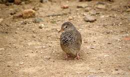 Imagem de Columbina passerina pallescens (Baird & SF 1860)