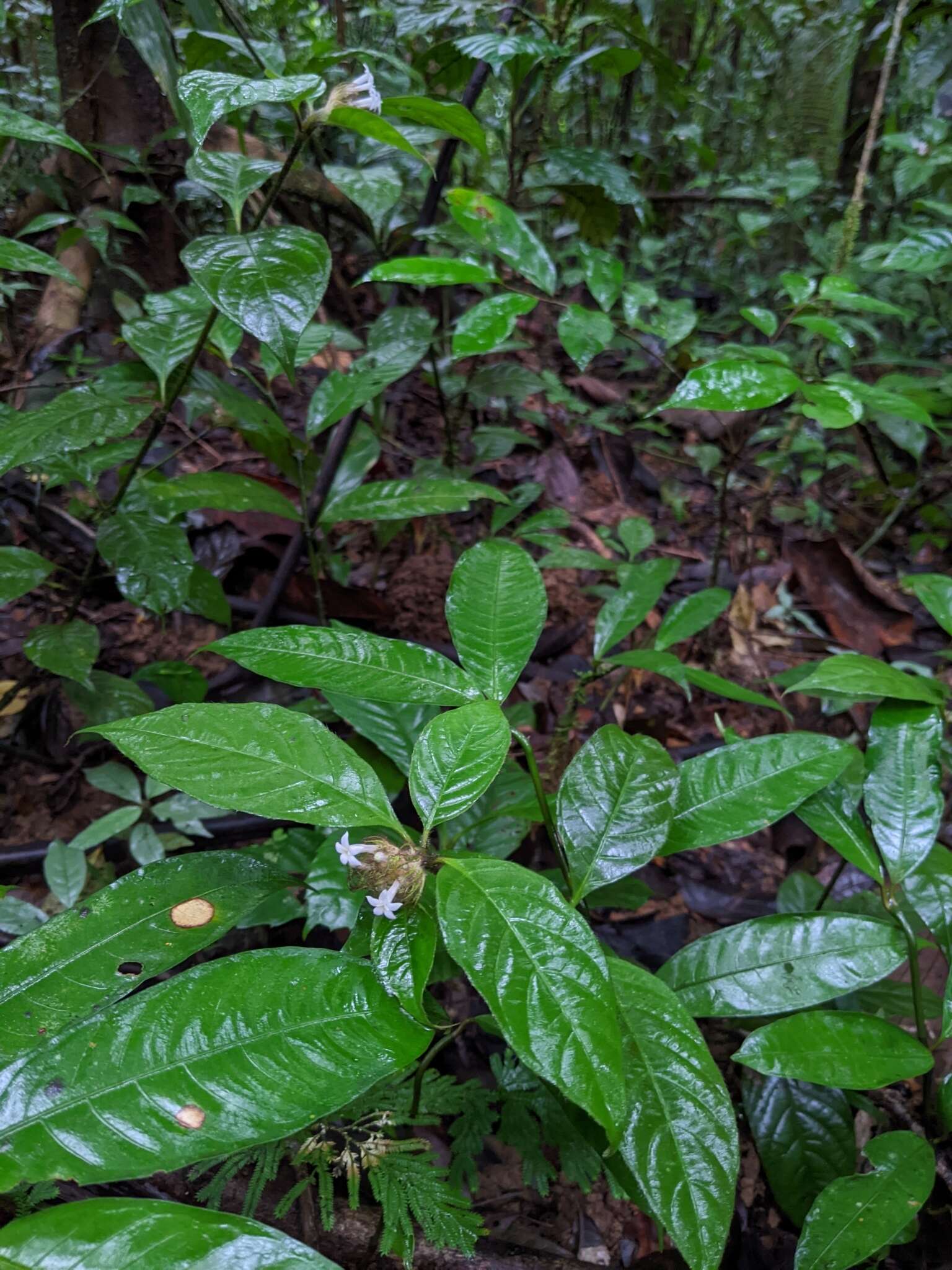 Image of Palicourea glabra