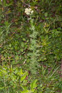 Sivun Achillea ligustica All. kuva