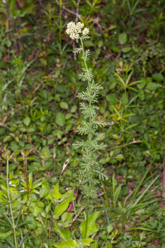 صورة Achillea ligustica All.