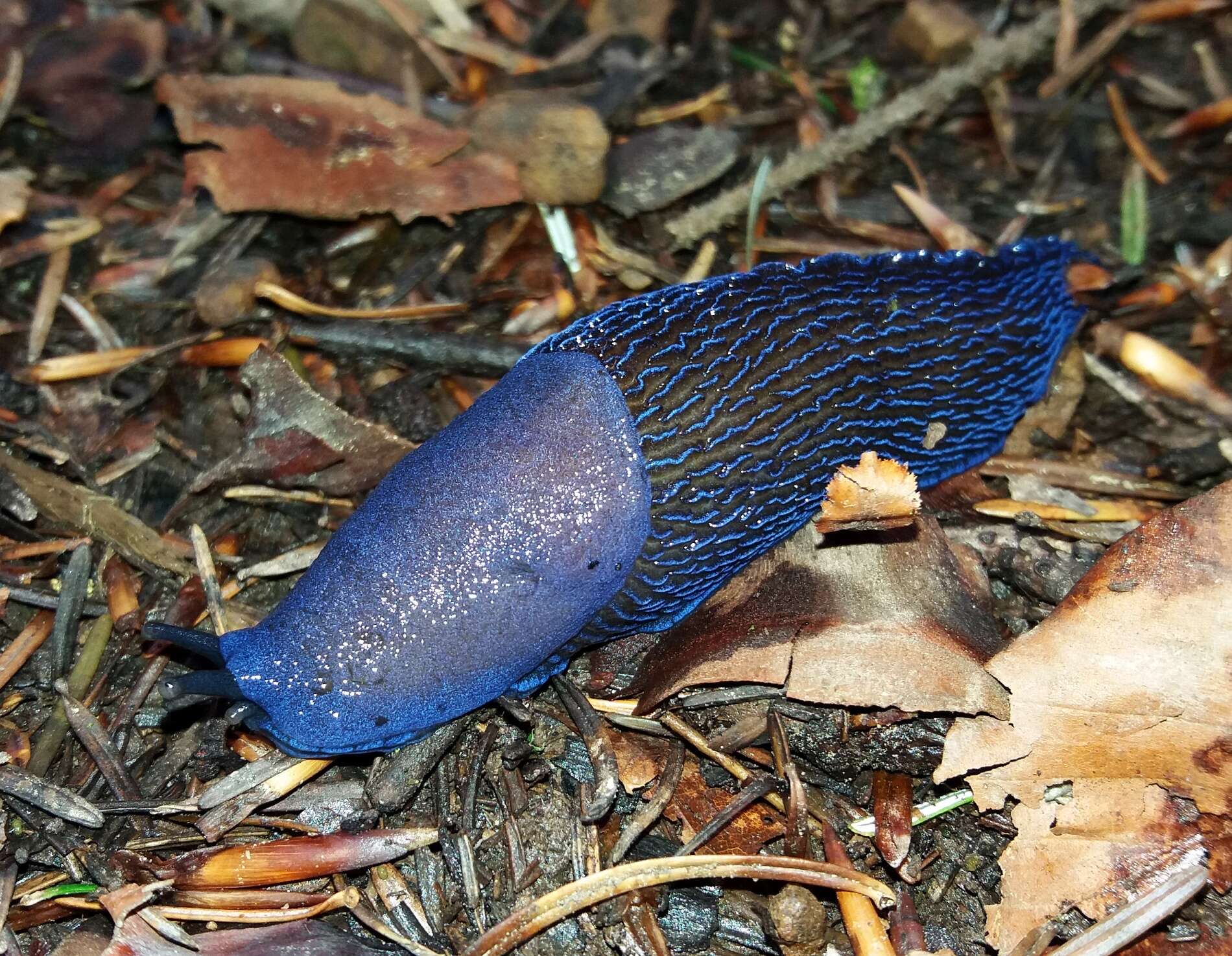 Image of Carpathian blue slug