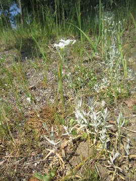 Image of Snow-in-summer