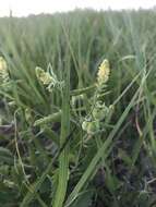 Image de Tragia betonicifolia Nutt.