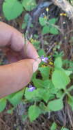 Image of Lobelia cordifolia Hook. & Arn.