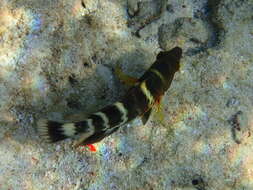 Image of Banded maori wrasse