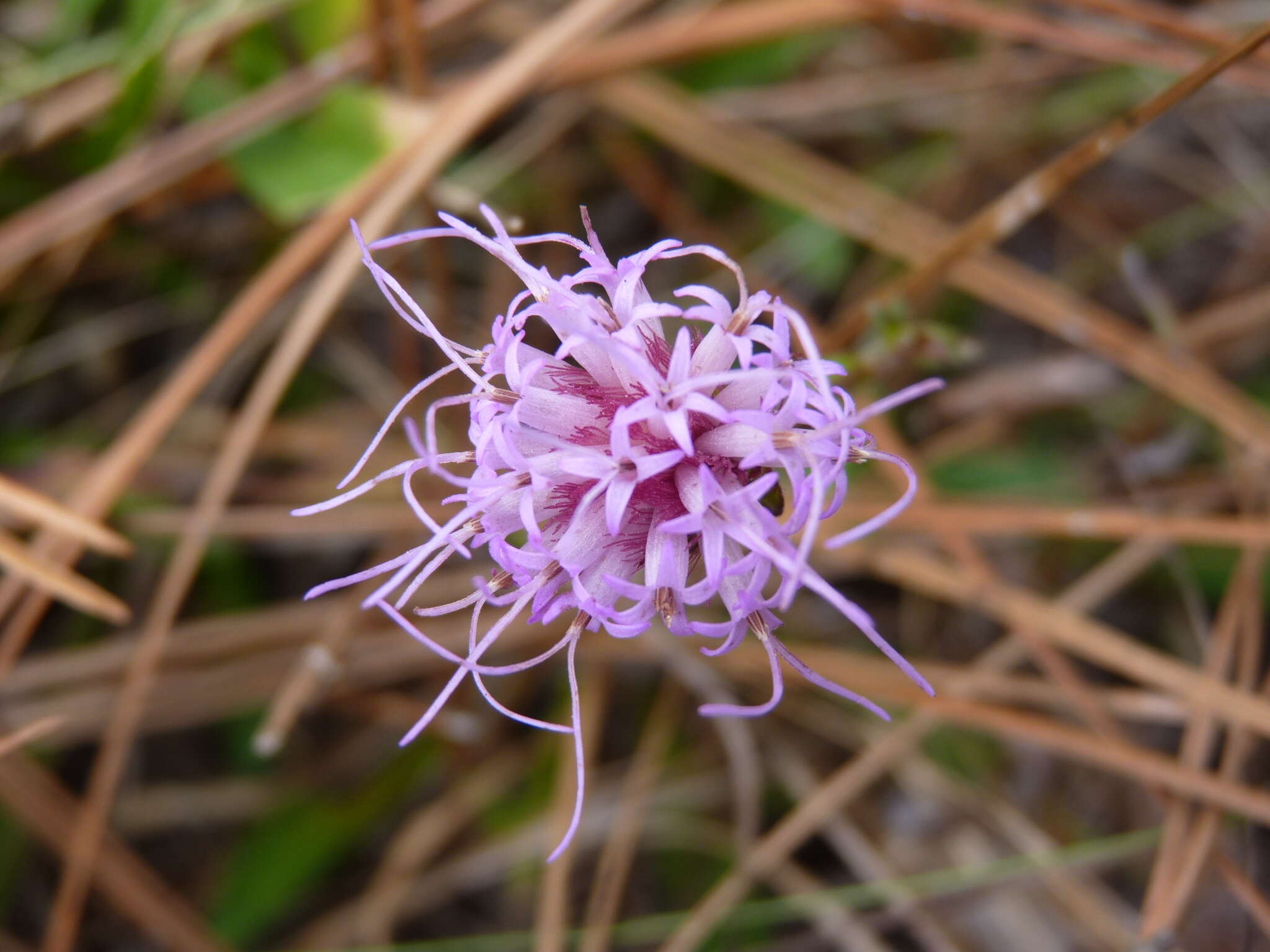 Image of sandywoods chaffhead