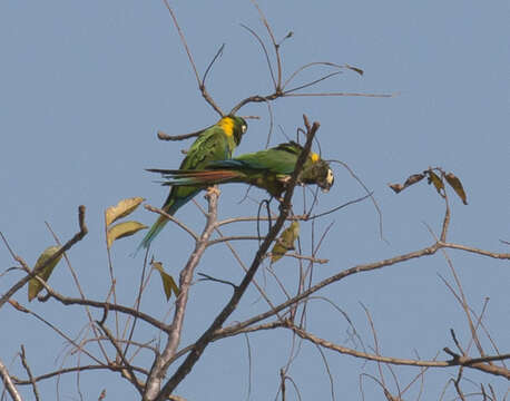 Image of Golden-collared Macaw