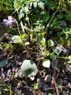 Image of common dog-violet