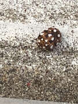 Image of Furniture Carpet Beetle