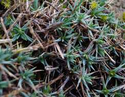 صورة Dianthus humilis Willd. ex Ledeb.