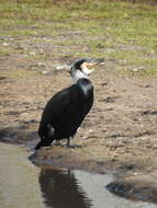 Image of Phalacrocorax carbo sinensis (Staunton 1796)