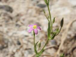 Zeltnera calycosa (Buckley) G. Mansion resmi