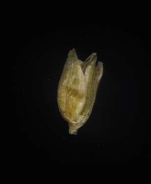 Image of Isachne gracilis C. E. Hubb.