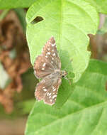 Image de Pyrgus maculatus Bremer & Grey 1853