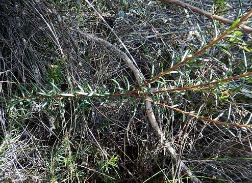 Image of Clutia ericoides Thunb.