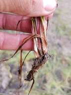 Image of Twisted yellow-eyed grass