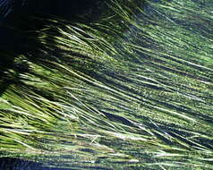 Image of Texas Wild Rice