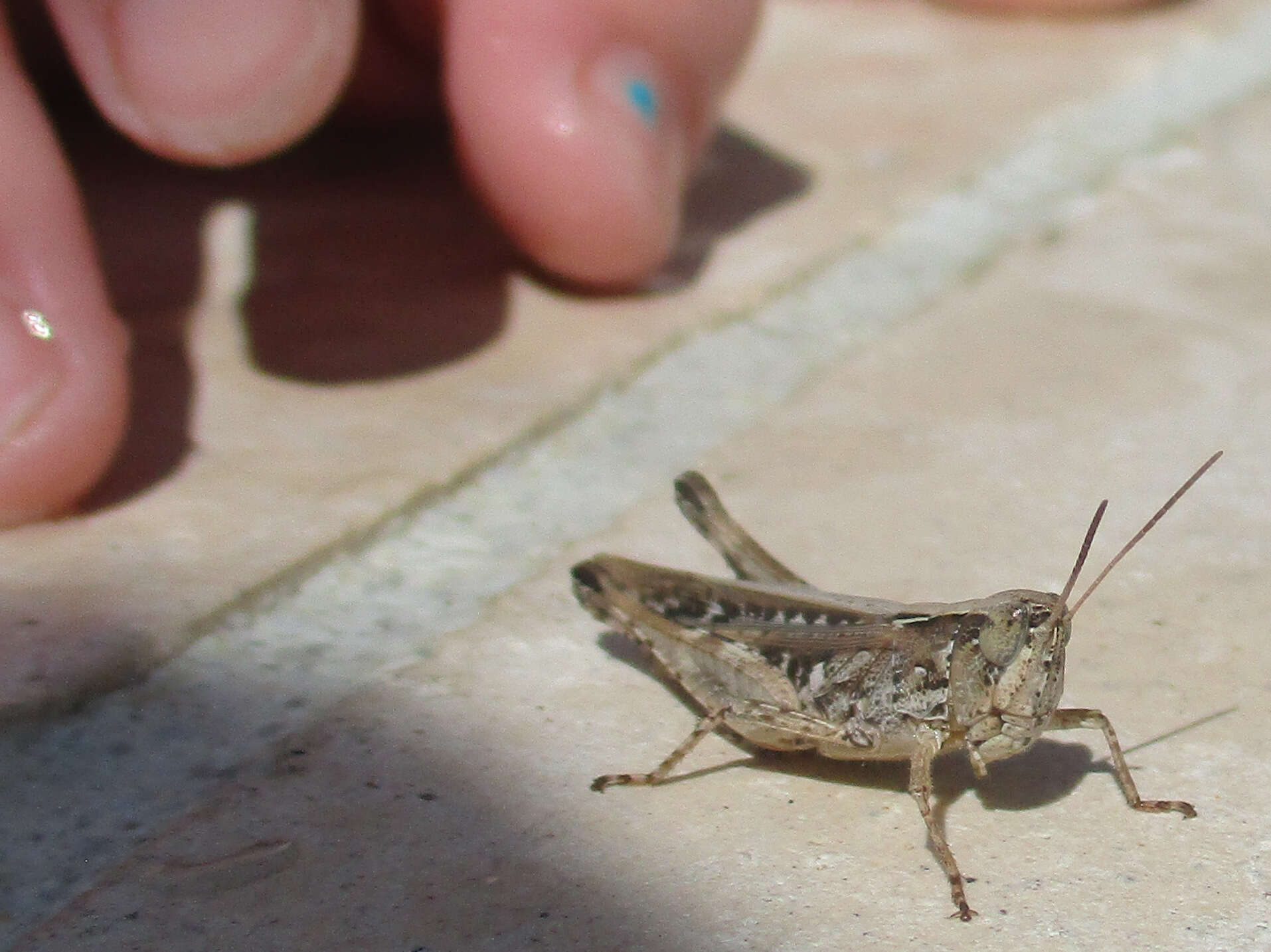 Orphulella pelidna (Burmeister & H. 1838) resmi