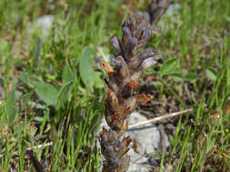 Imagem de Phelipanche rosmarina (G. Beck) Banfi, Galasso & Soldano