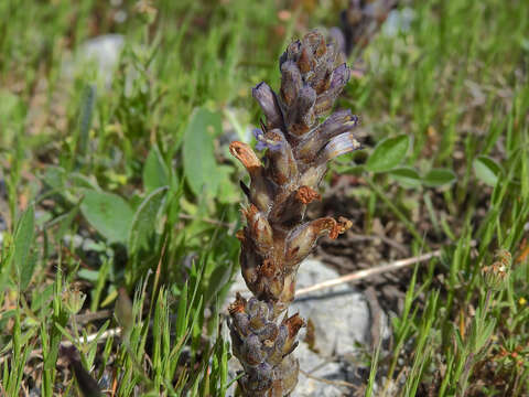 Image of Phelipanche rosmarina (G. Beck) Banfi, Galasso & Soldano