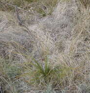 Image of Kniphofia bruceae (Codd) Codd