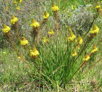 Image of Bulbine lagopus (Thunb.) N. E. Br.