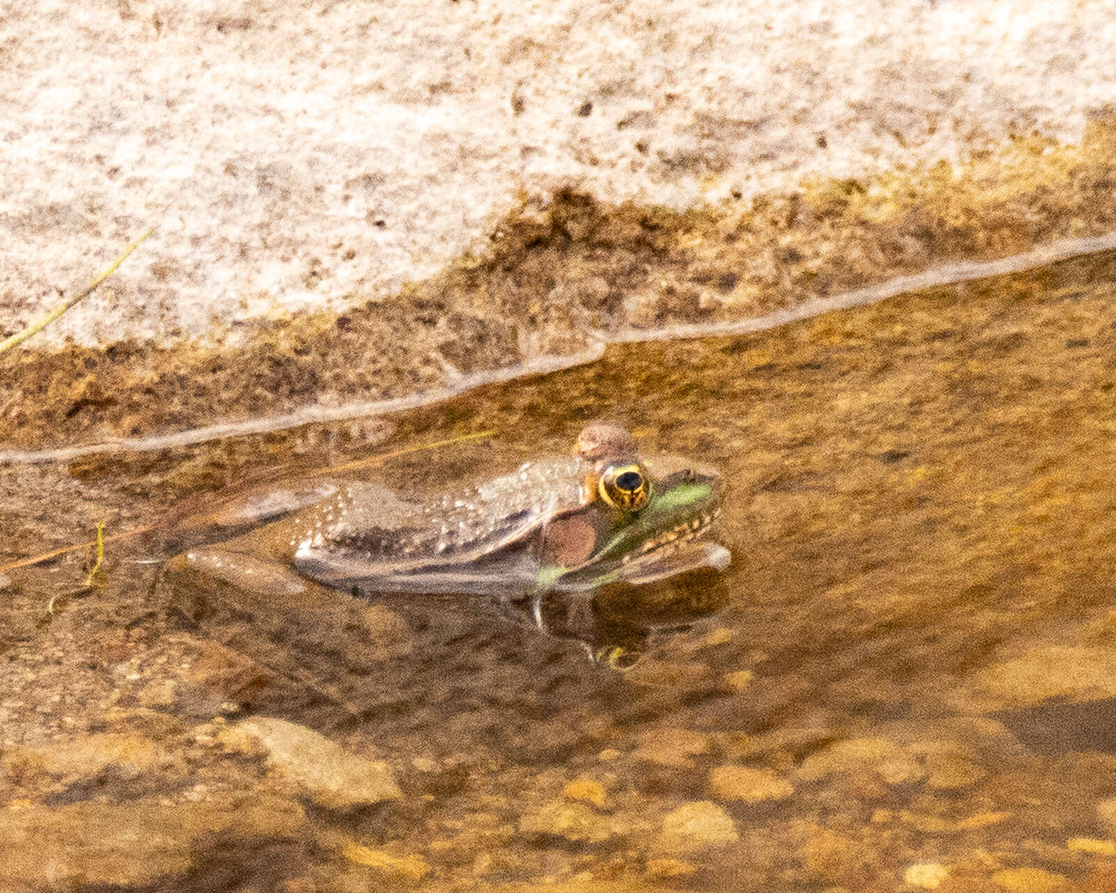 Image of Montezuma Leopard Frog