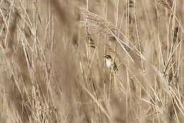 Image of Moustached Warbler