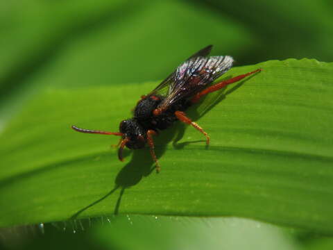 Imagem de Nomada bifasciata Olivier 1811