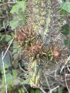 Imagem de Cylindropuntia santamaria (E. M. Baxter) Rebman