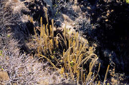 Image of Cereus insularis Hemsl.