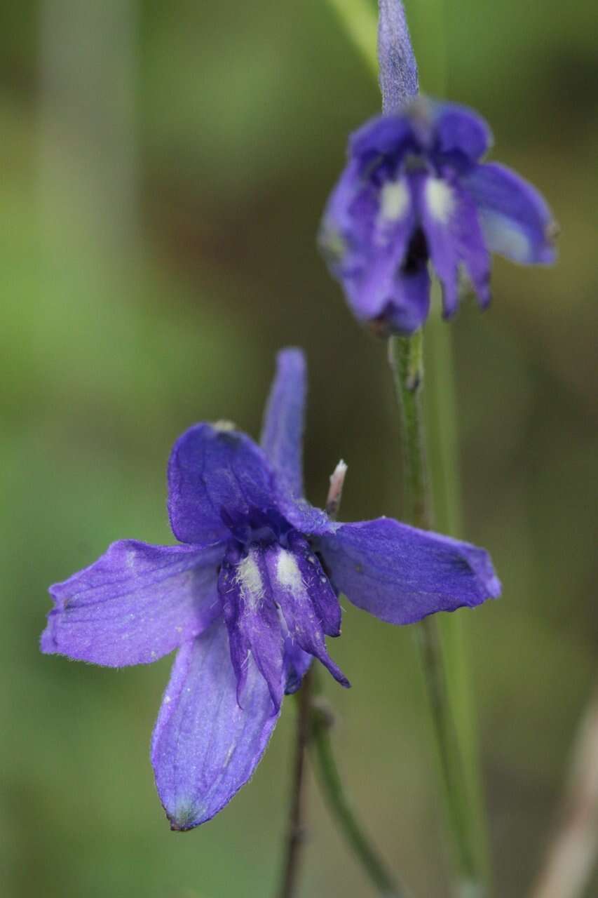 Image of Delphinium pedatisectum Hemsl.