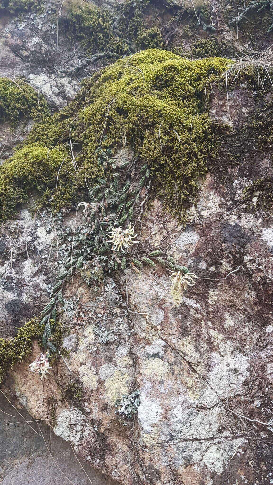 Image of Cucumber orchid