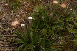 Image of Oritrophium peruvianum (Lam.) Cuatrec.