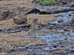 Image of Sickle-winged Chat