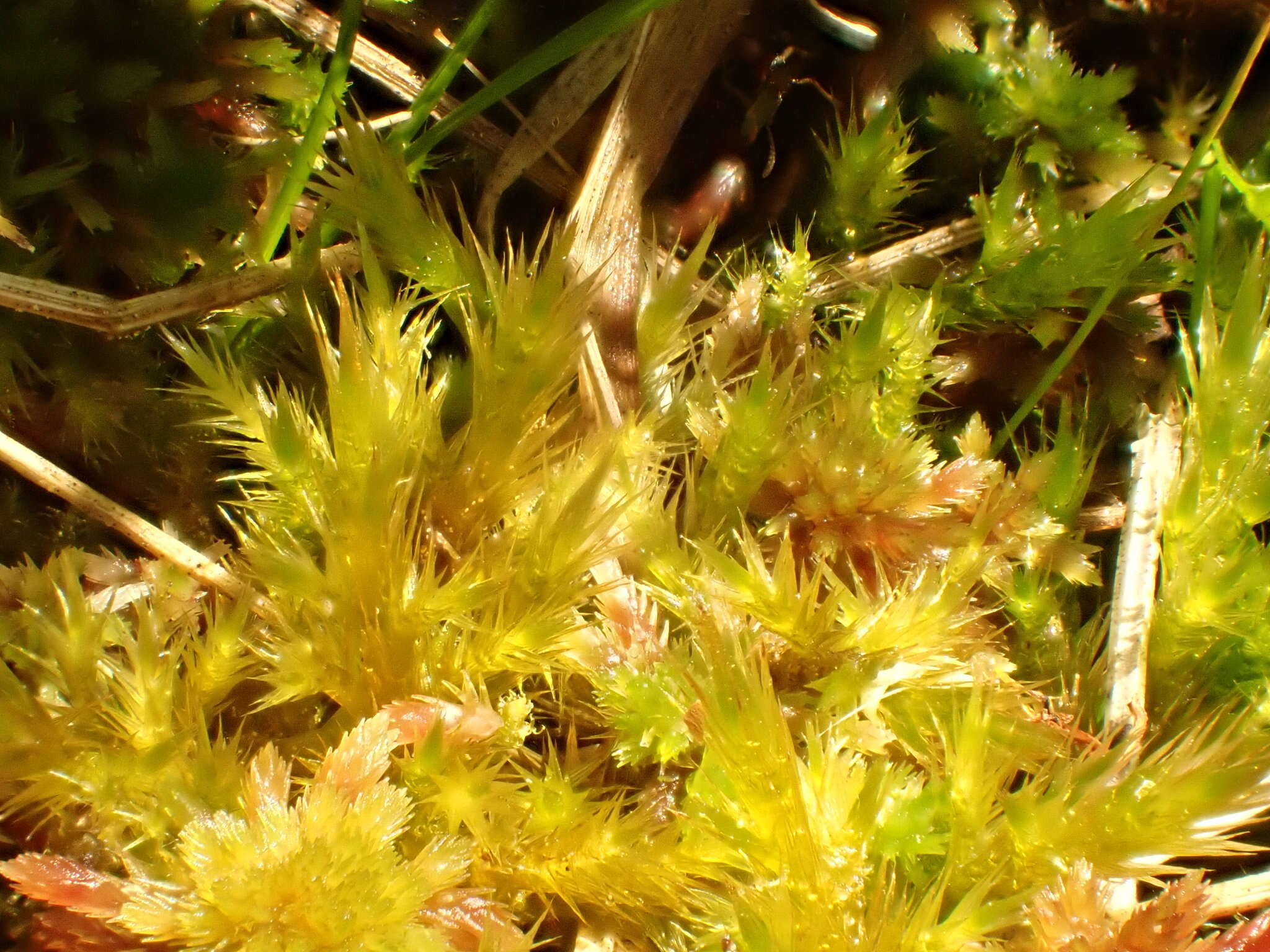 Image of tomentypnum moss