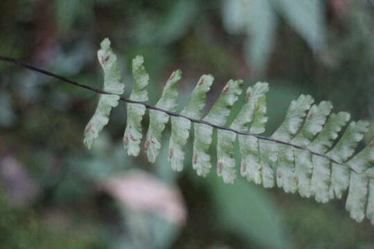 Image of Hymenasplenium adiantifrons (Hayata) Viane & S. Y. Dong