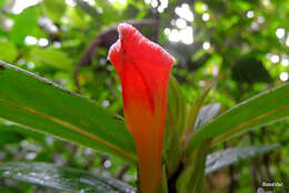 Image of Columnea lepidocaula Hanst.