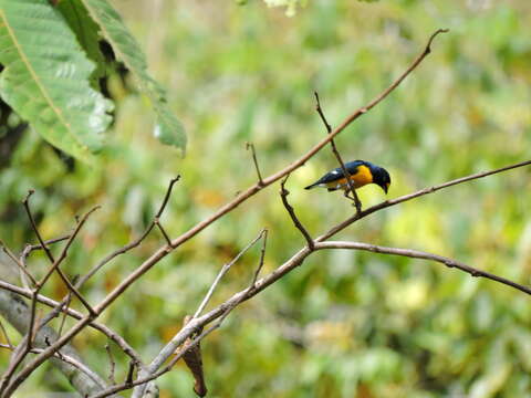 Euphonia minuta Cabanis 1849的圖片